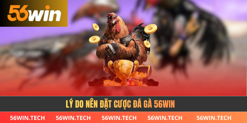 Lý do nên đặt cược đá gà 56WIN