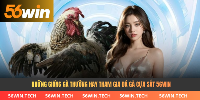 Những giống gà thường hay tham gia đá gà cựa sắt 56Win