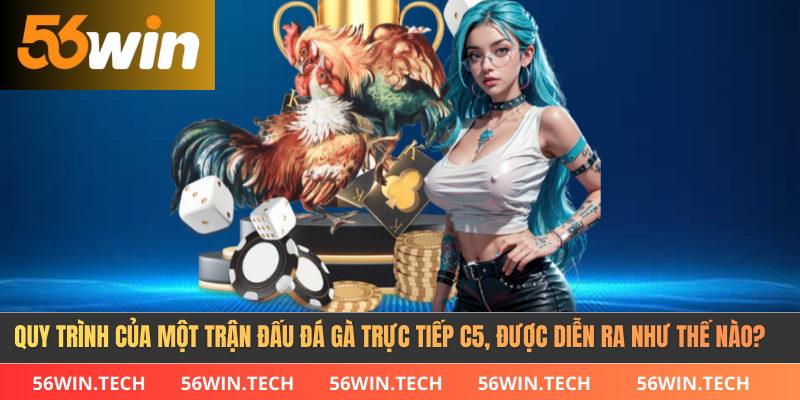 Quy trình của một trận đấu đá gà trực tiếp C5, được diễn ra như thế nào?