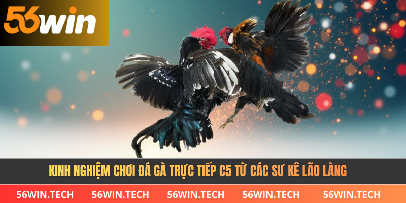 Kinh nghiệm chơi đá gà trực tiếp C5 từ các sư kê lão làng