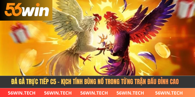 Đá Gà Trực Tiếp C5 - Kịch Tính Bùng Nổ Trong Từng Trận Đấu Đỉnh Cao